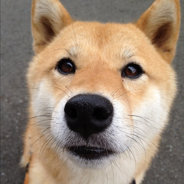 从没有放弃：一线运动员的拼搏精神，运动员坚韧不拔的精神