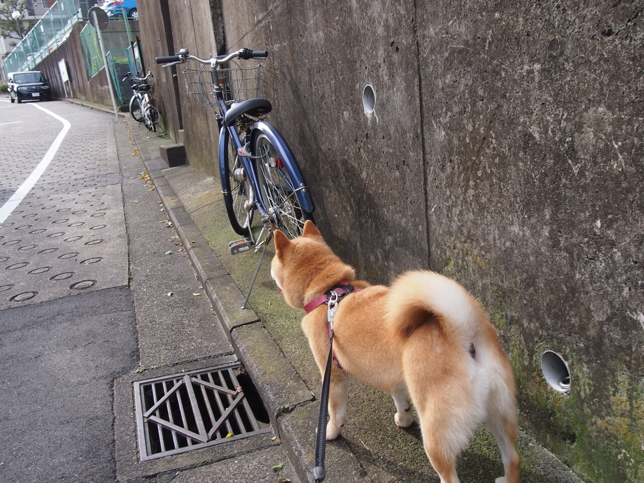 “西甲德比热血开战,场面火爆球迷欢呼”,2020西甲德比哪个台直播