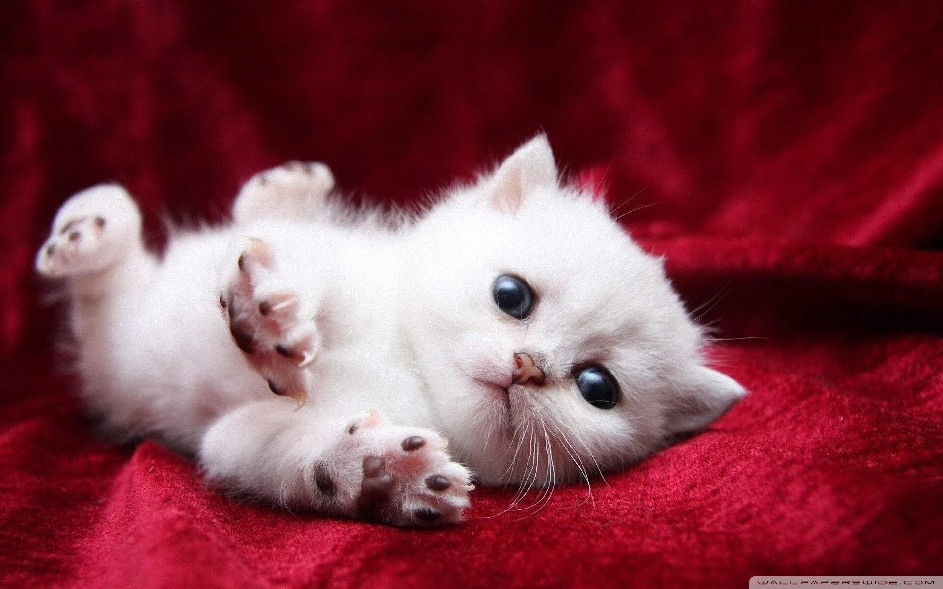 “英超冠军争夺战持续升温，战局扑朔迷离”，英超 冠军