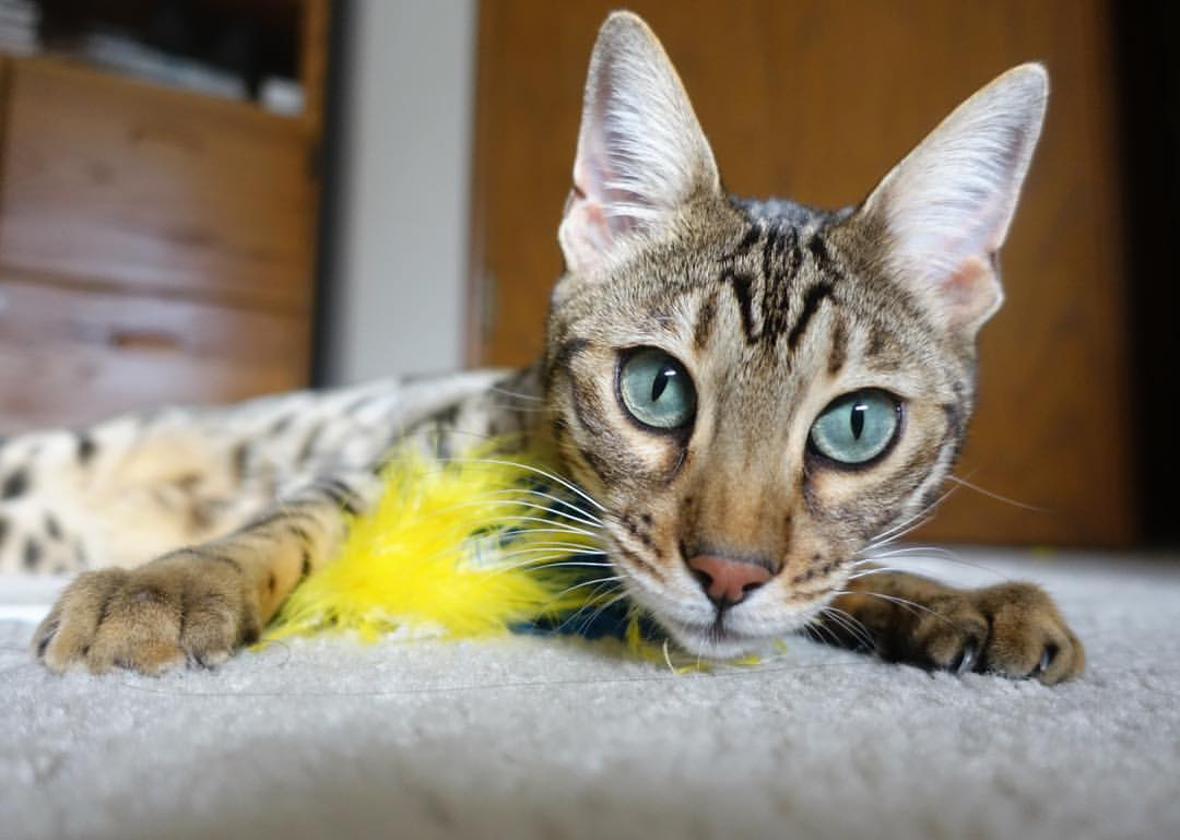 “西甲领头羊一战成名，夺冠希望愈加坚实”，西甲目前领头羊是谁