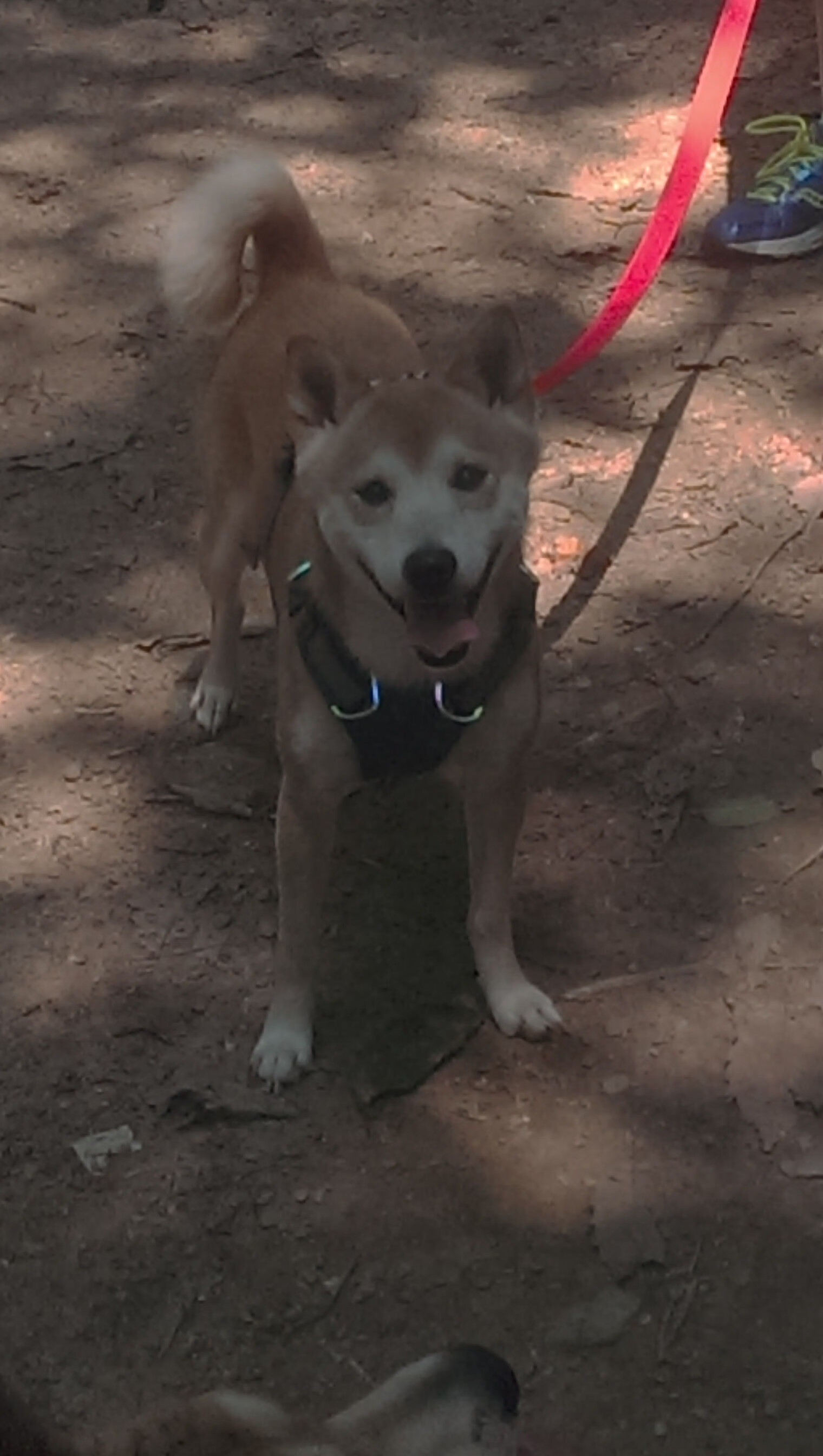 开云真人娱乐官网-【职业运动员训练秘籍】丁俊晖每日练习有哪些不为人知的小细节？