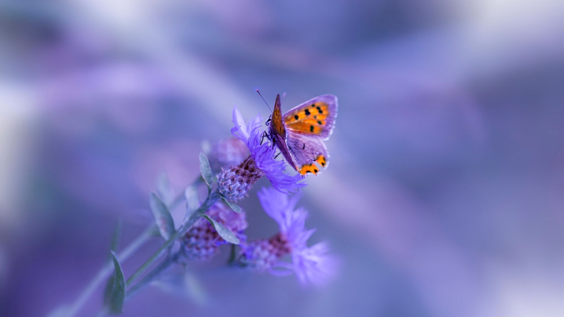 下一站焦点:谁能摘得桂冠?,摘得第一名的桂冠